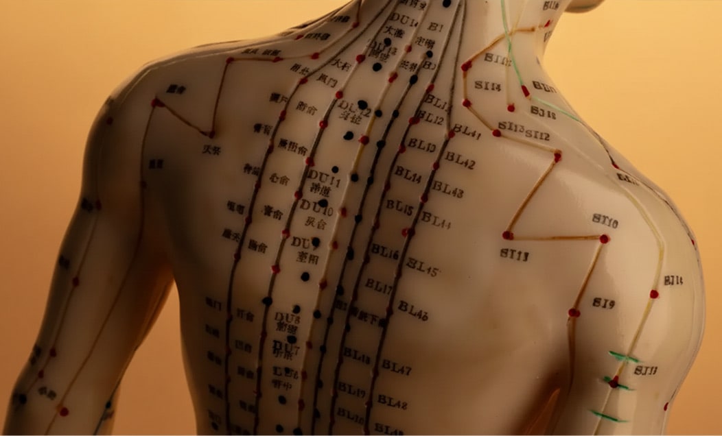 Local acupuncture - anatomical model with acupuncture points